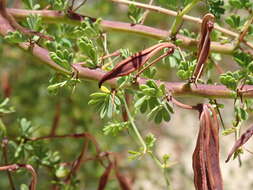 Acacia pulchella R. Br. resmi