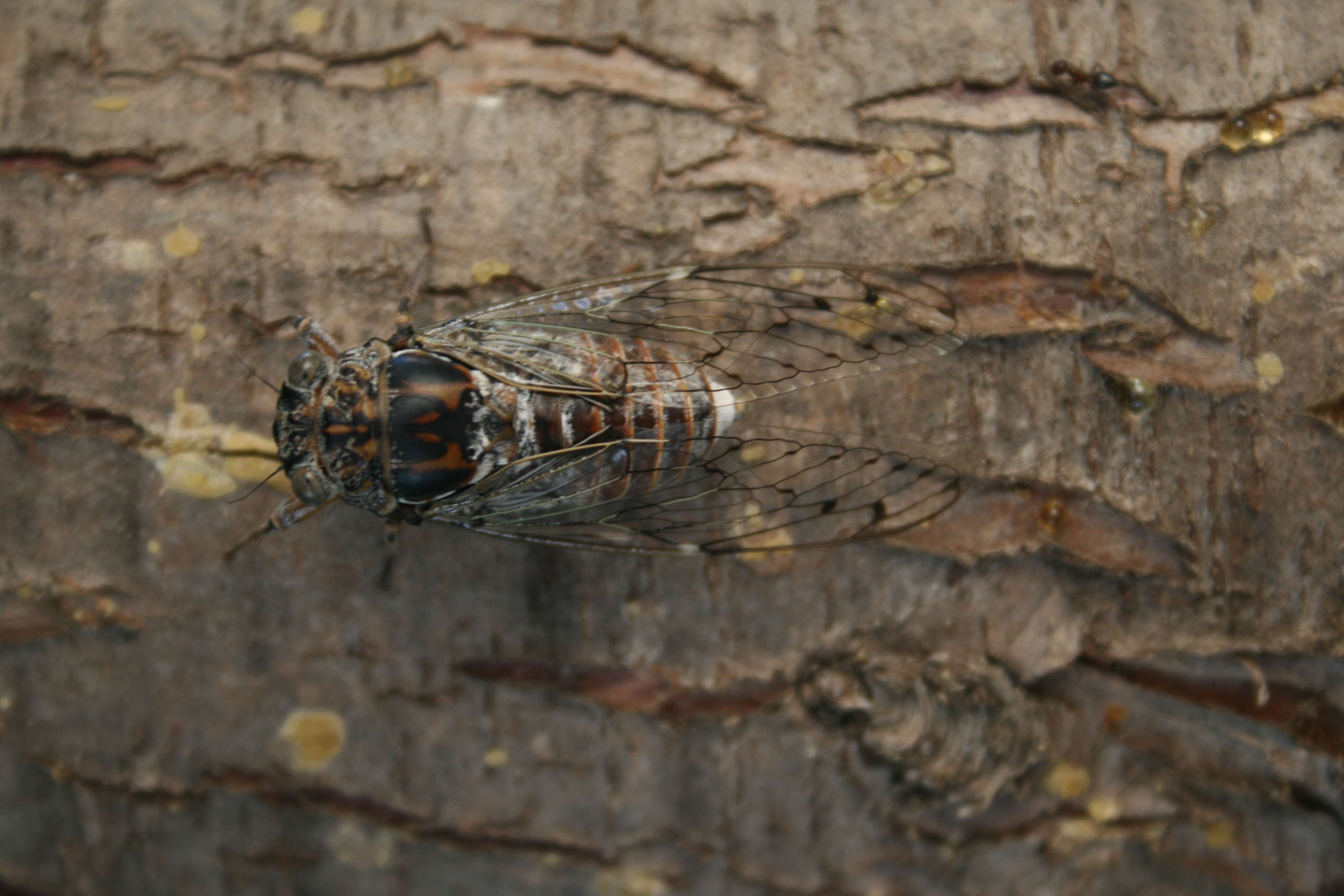 Image of Cicada orni Linnaeus 1758