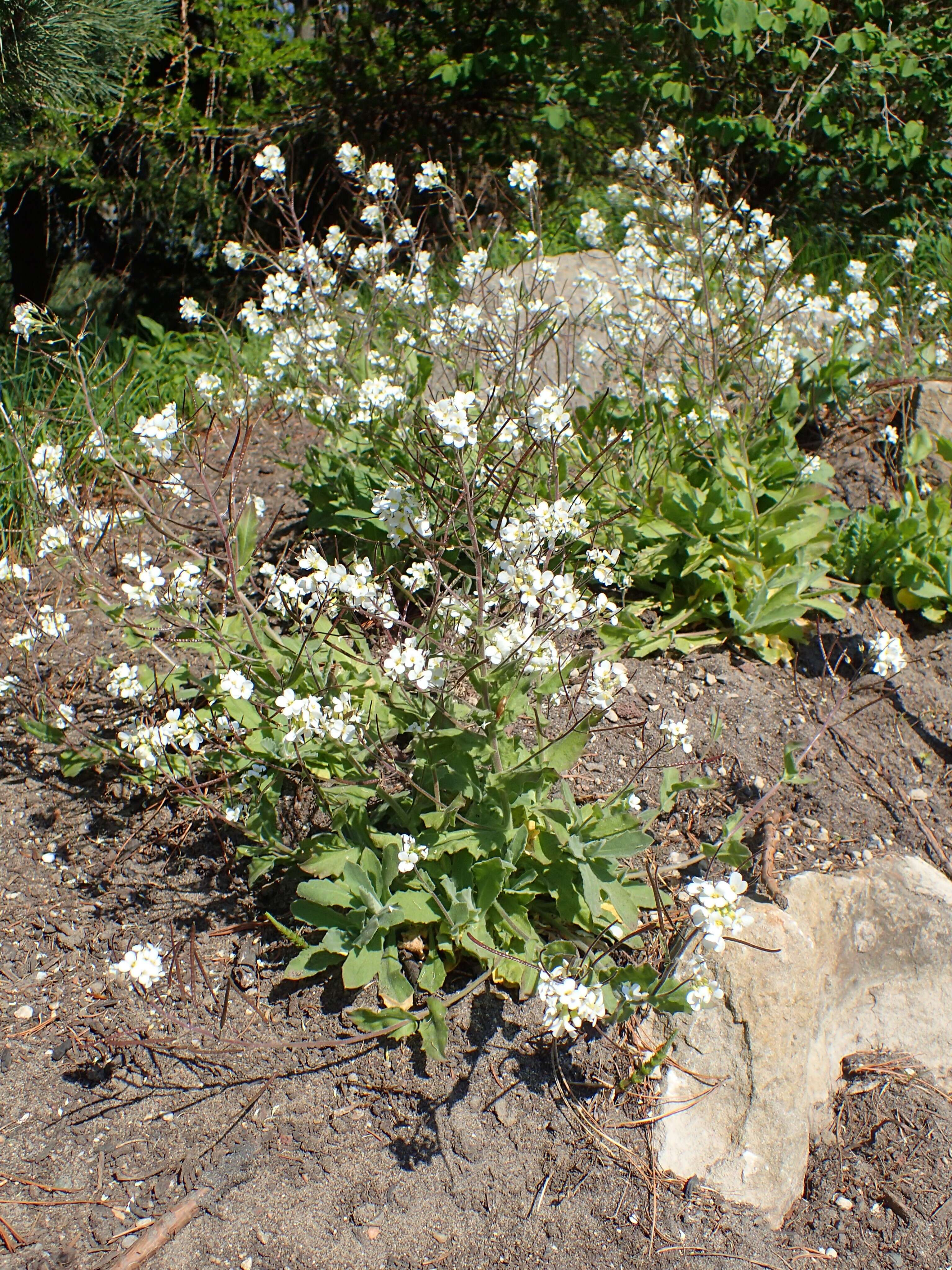 Image of alpine rockcress