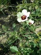 Image of flower of an hour