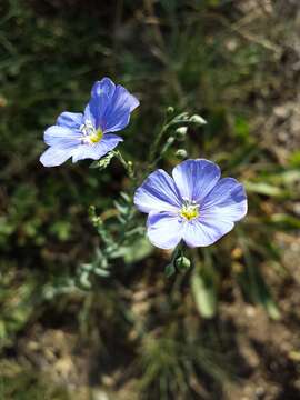 Image of Asian flax