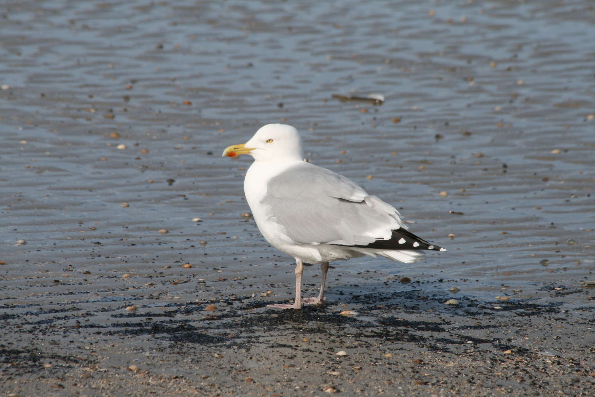 Image of European Herring Gull