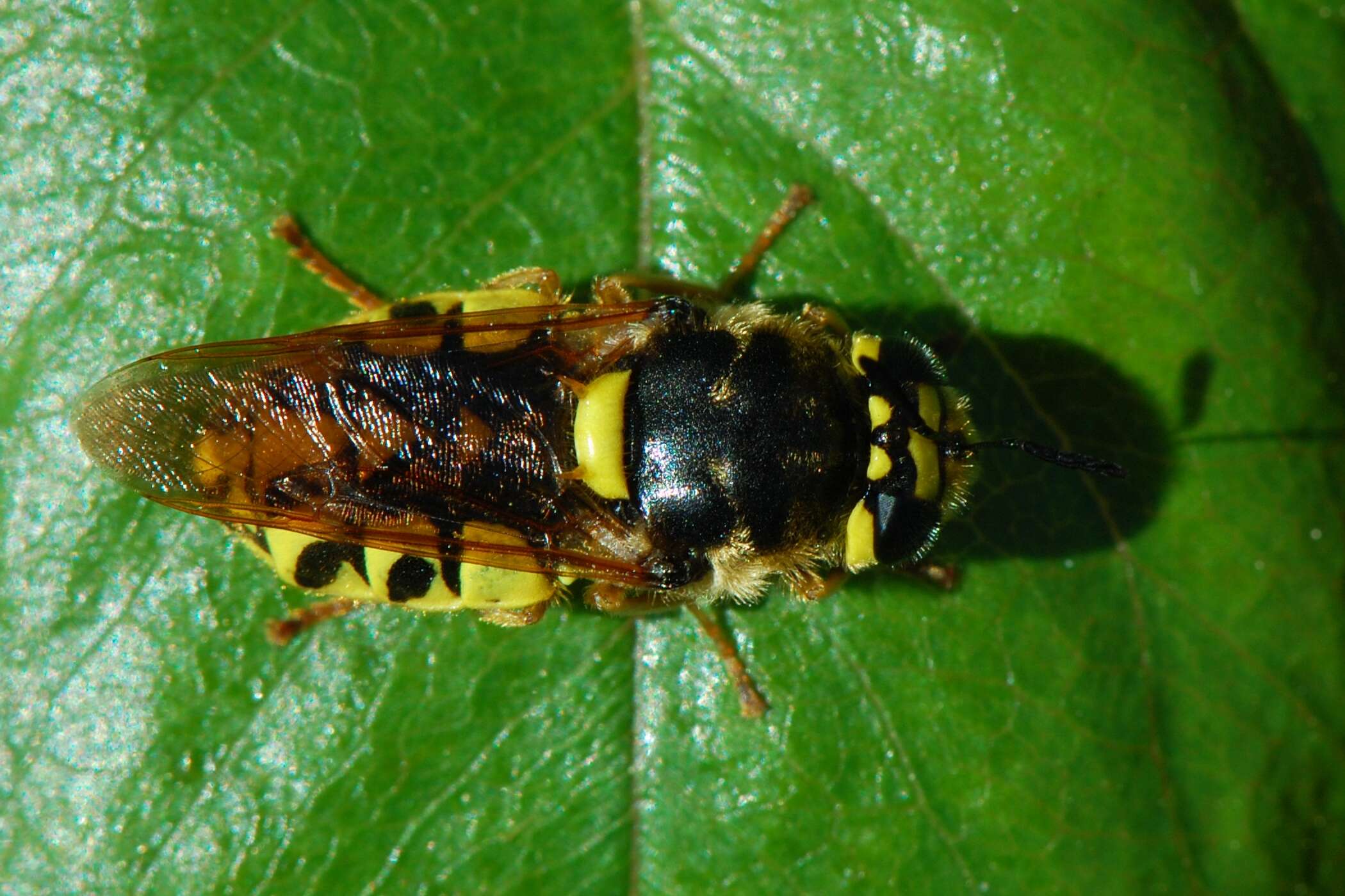 Image of Stratiomys maculosa (Loew 1866)