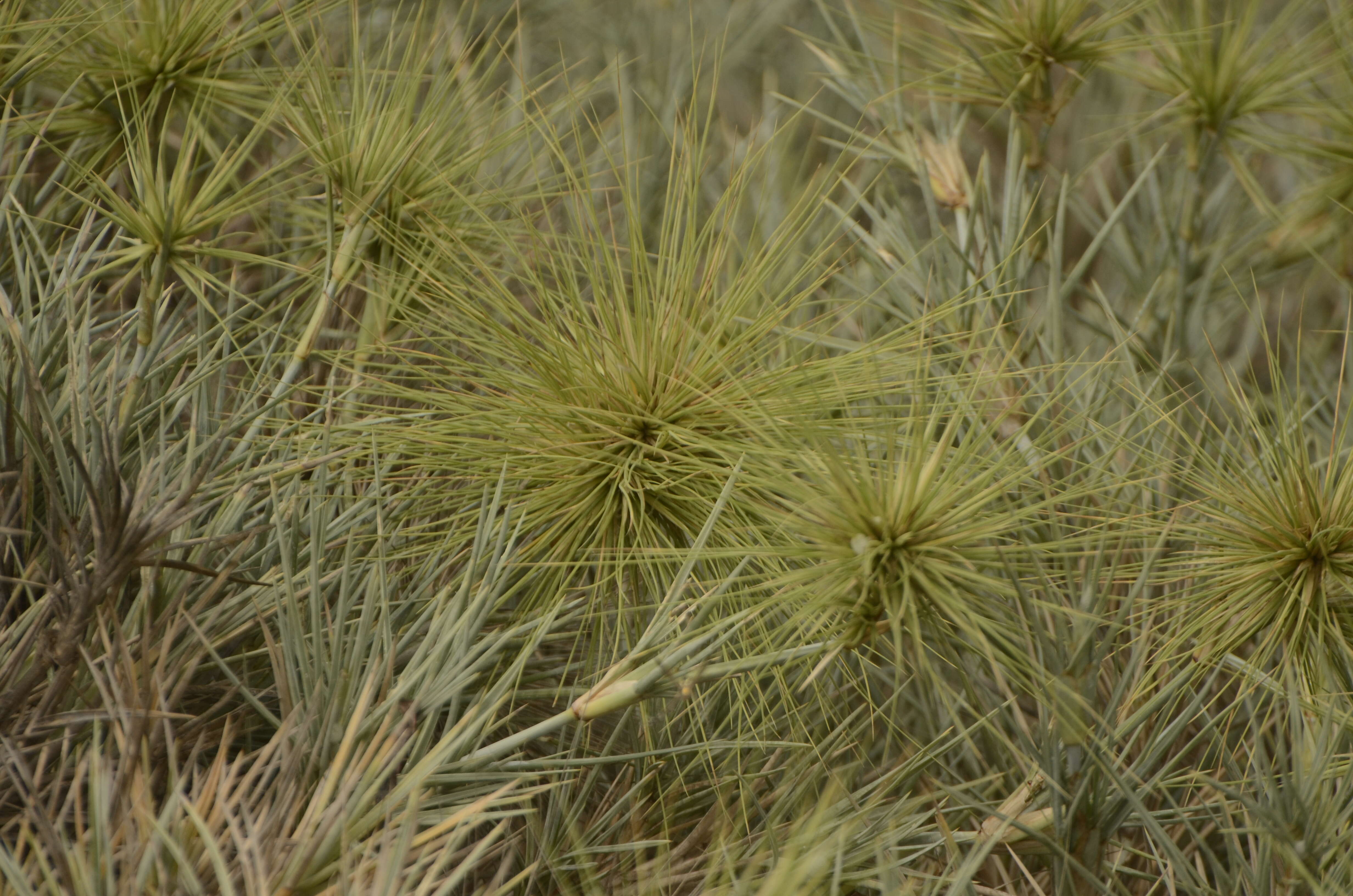 Imagem de Spinifex littoreus (Burm. fil.) Merr.