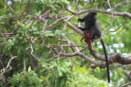 Image of Eastern Ebony Leaf Monkey