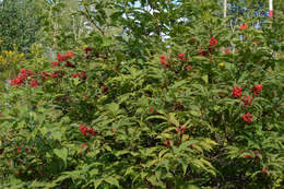 Image of Red-berried Elder