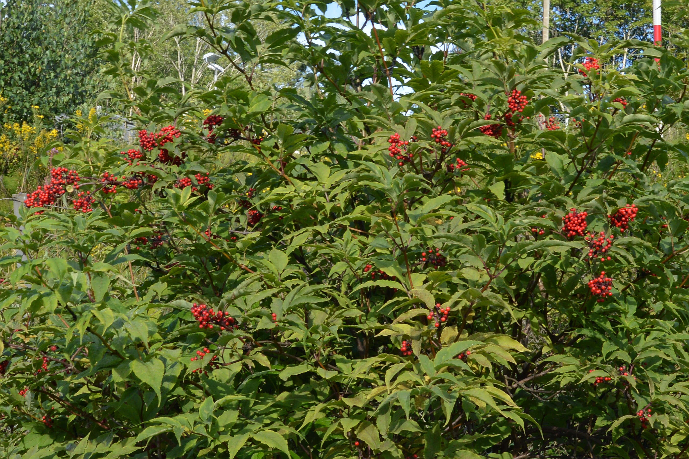 Image of Red-berried Elder