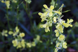 Image of Lady's Bedstraw