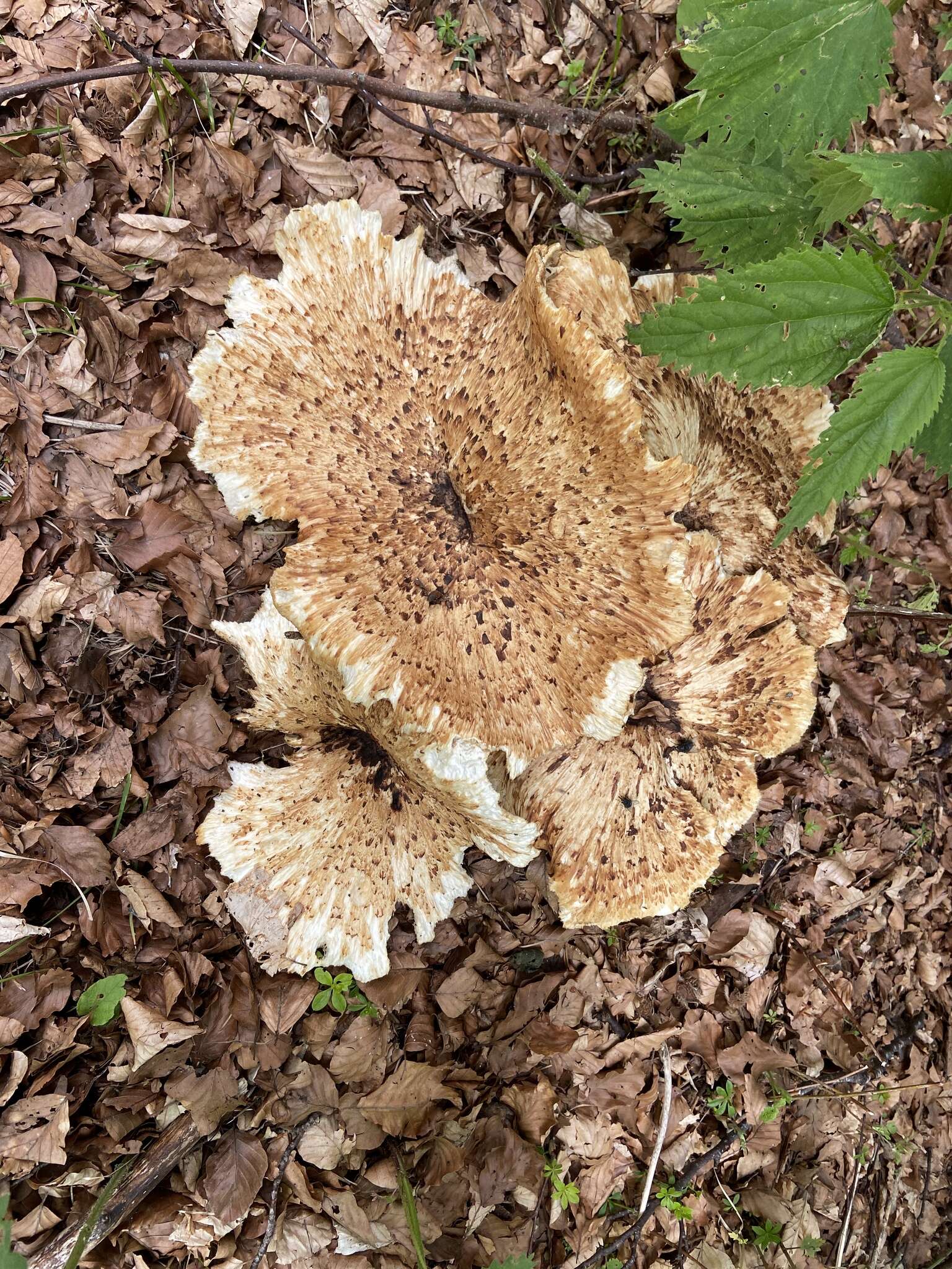 Image of dryad's saddle