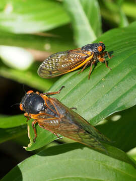 Image of Decula Periodical Cicada