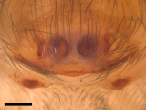 Image of Chinattus parvulus (Banks 1895)