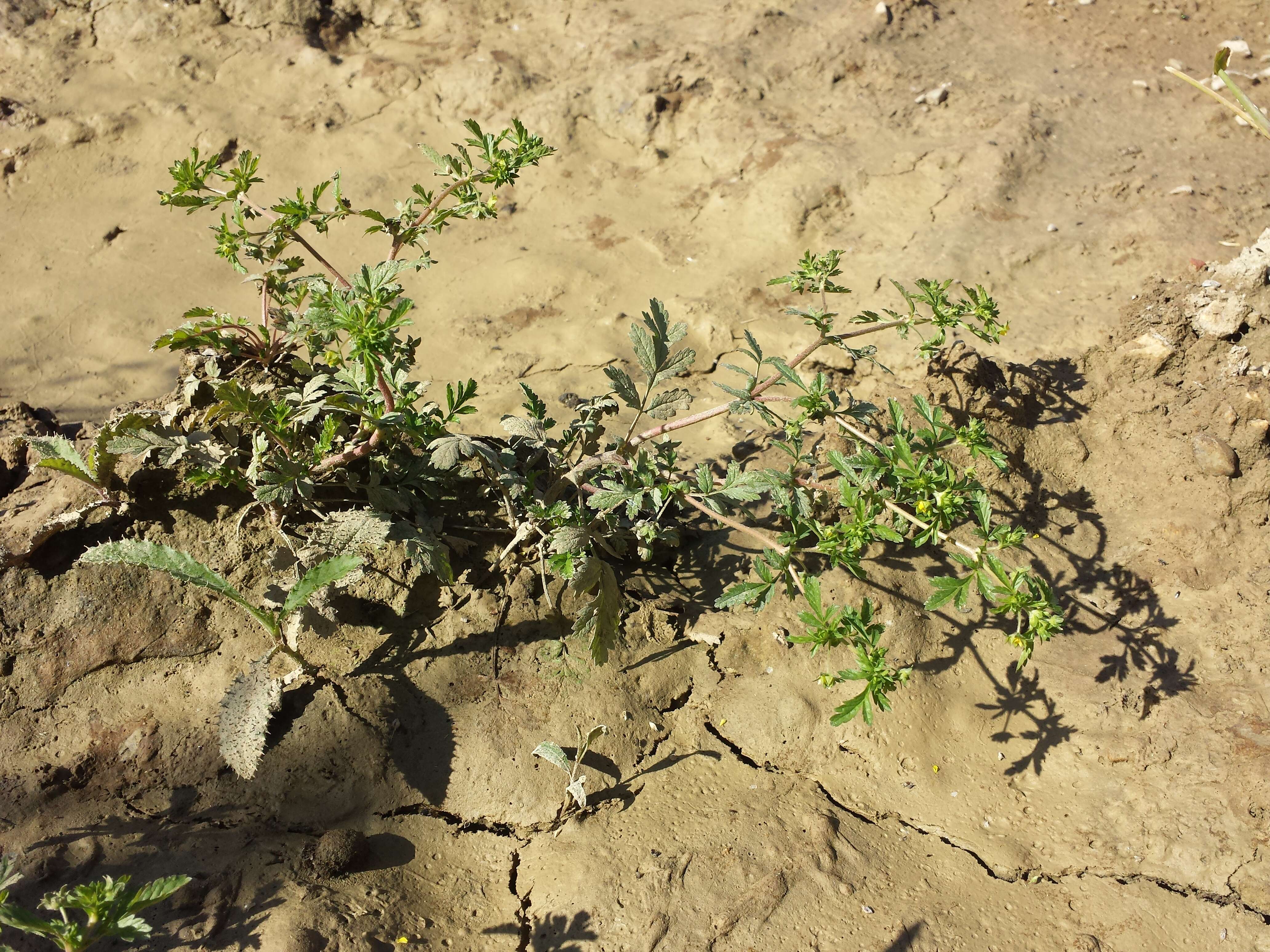 Image of Bushy Cinquefoil