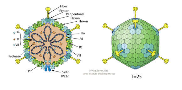 Image of adenovirus