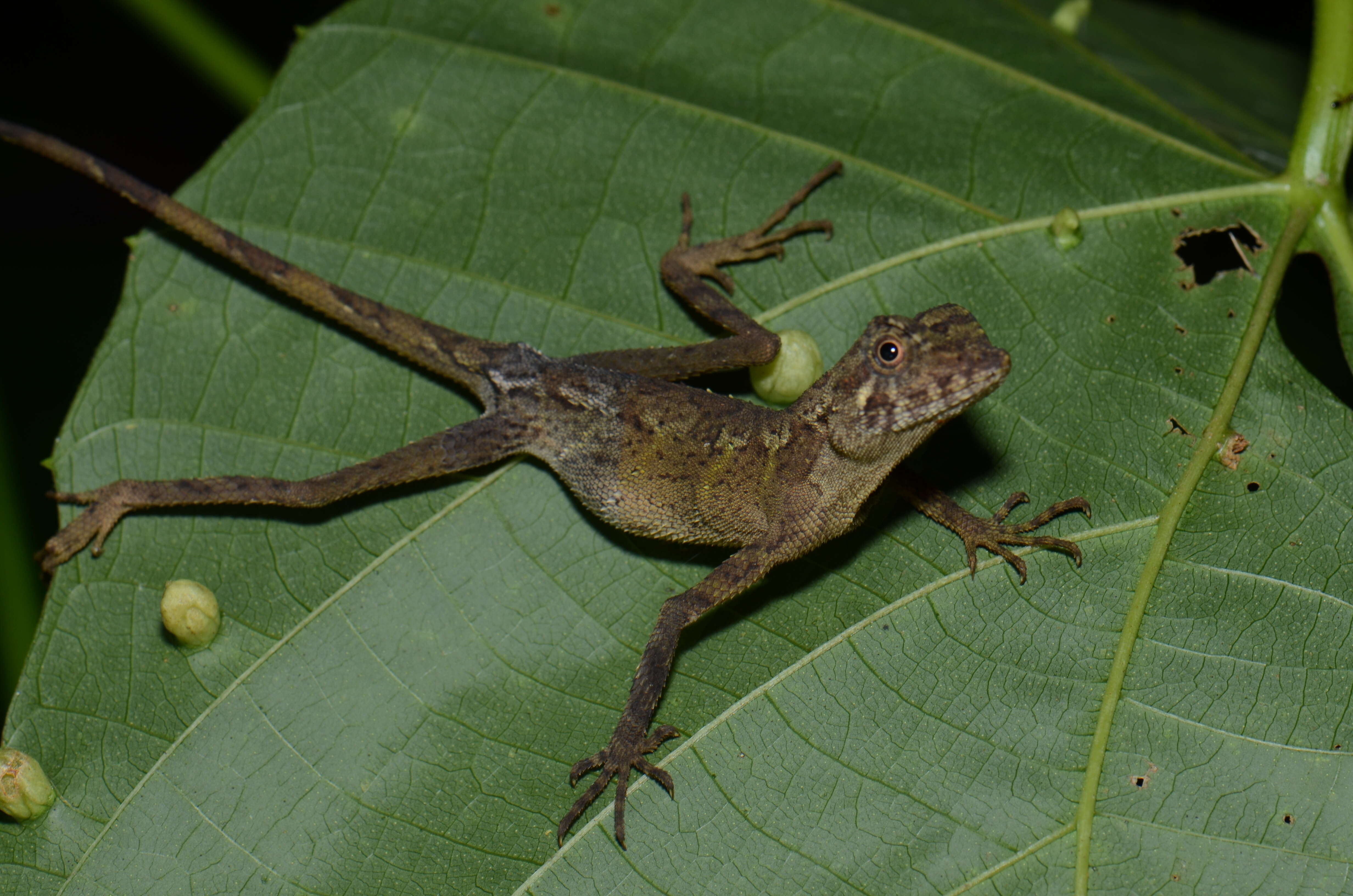 Image of Indonesia Earless Agama