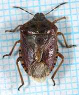 Image of sloe bug