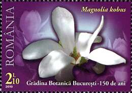 Image of Kobus magnolia