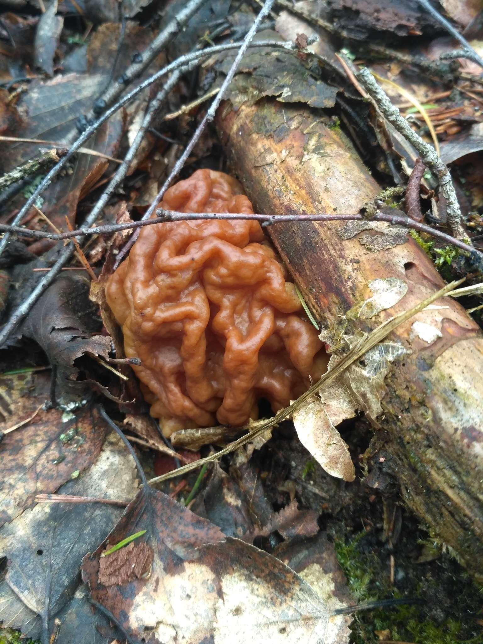 Plancia ëd Gyromitra gigas (Krombh.) Cooke 1878