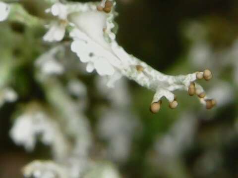 Image of Cladonia furcata