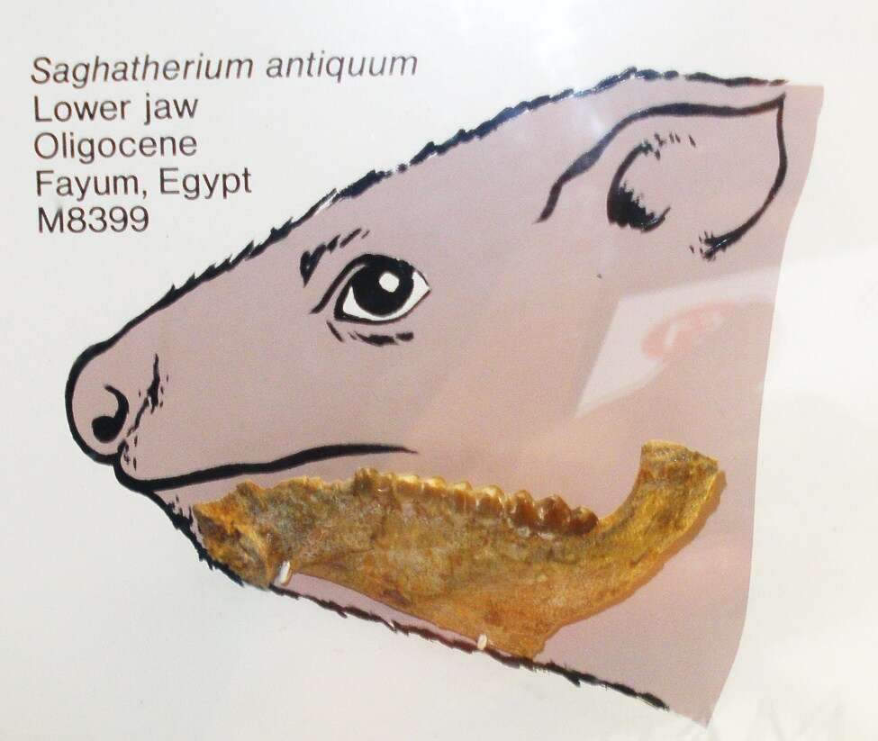 Image of Saghatherium