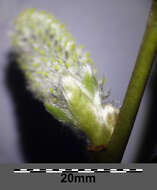 Image of goat willow