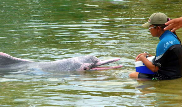 Image of Chinese Humpback Dolphin