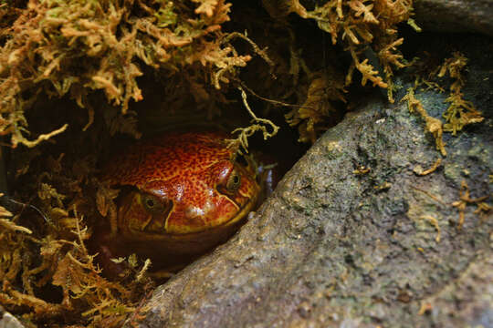 Image of Sambava Tomato Frog