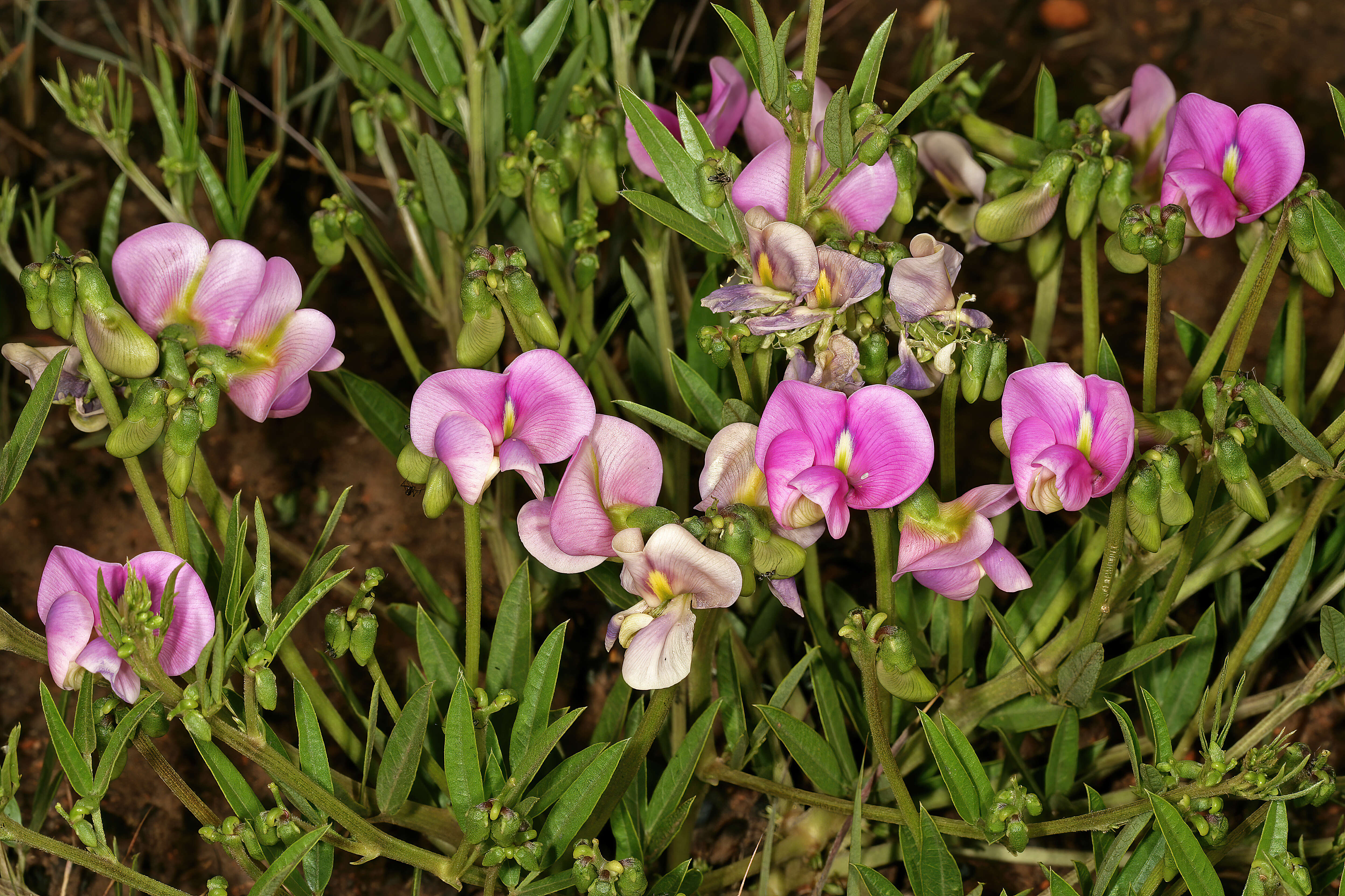 Sphenostylis angustifolia Sond.的圖片