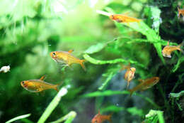 Image of Ember tetra