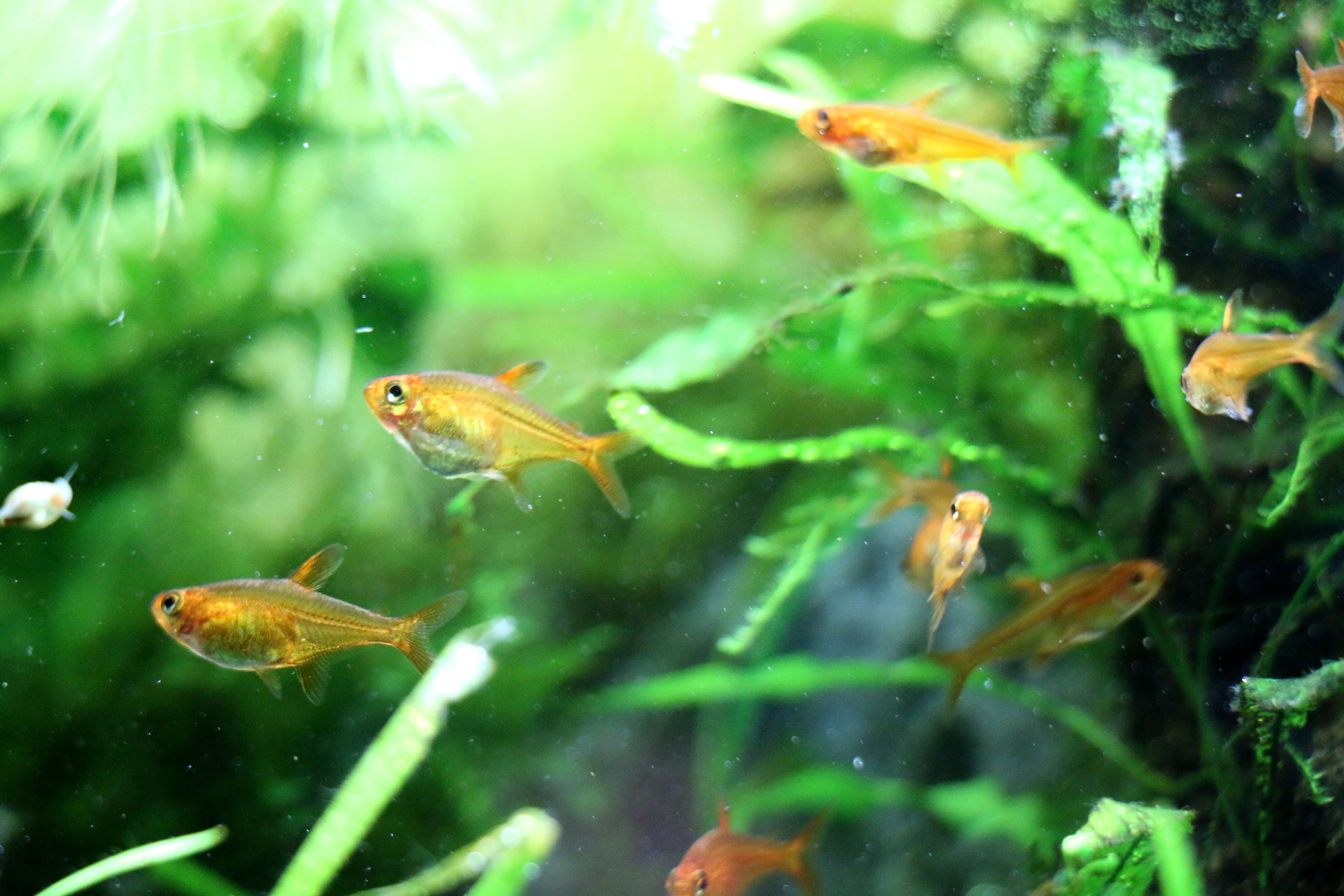 Image of Ember tetra