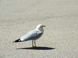 Image of Ring-billed Gull