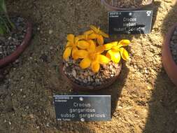 Image of Crocus gargaricus Herb.