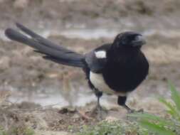 Image of Oriental Magpie