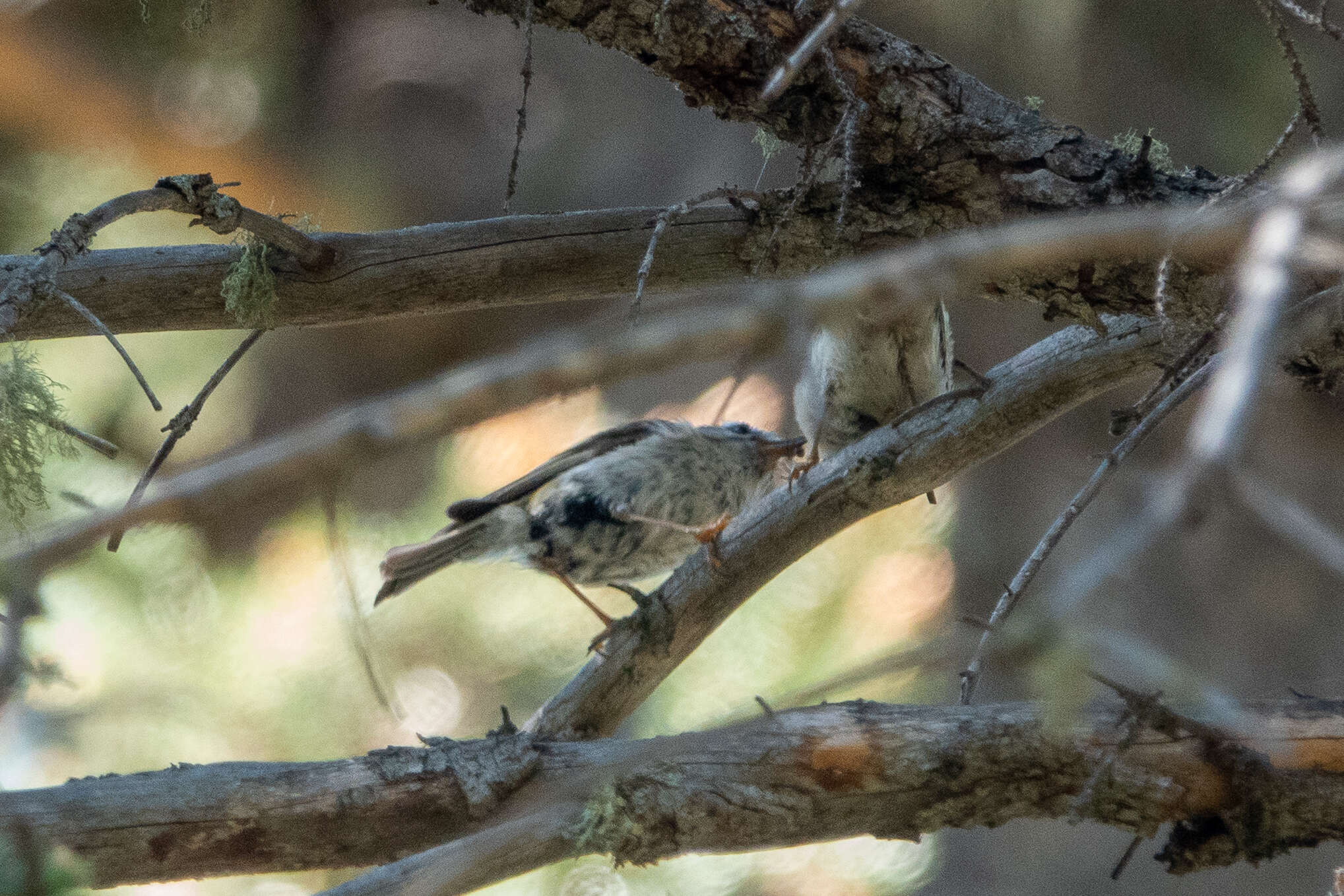 Image of Golden-crowned Kinglet