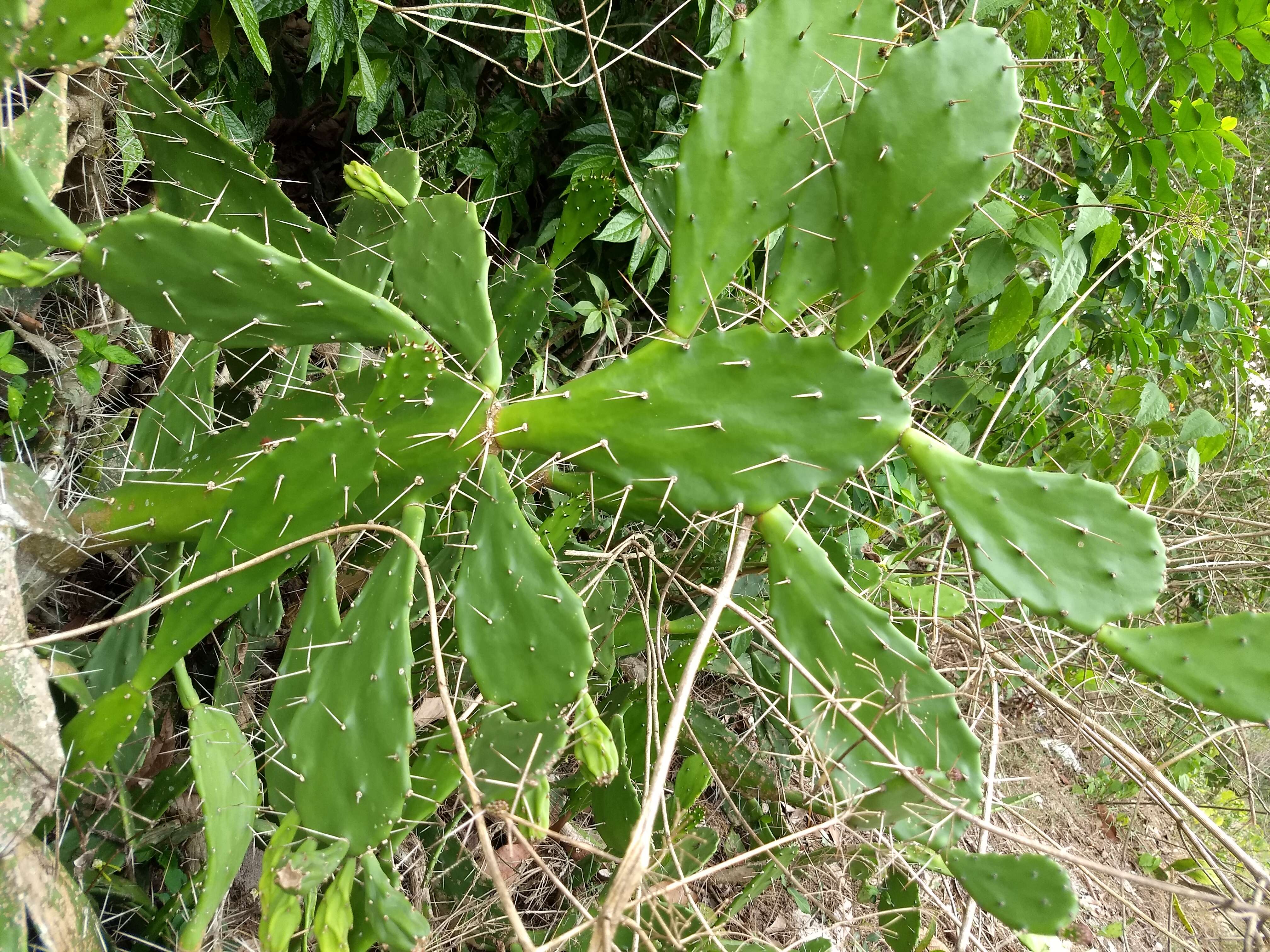 Image of Common Pricklypear