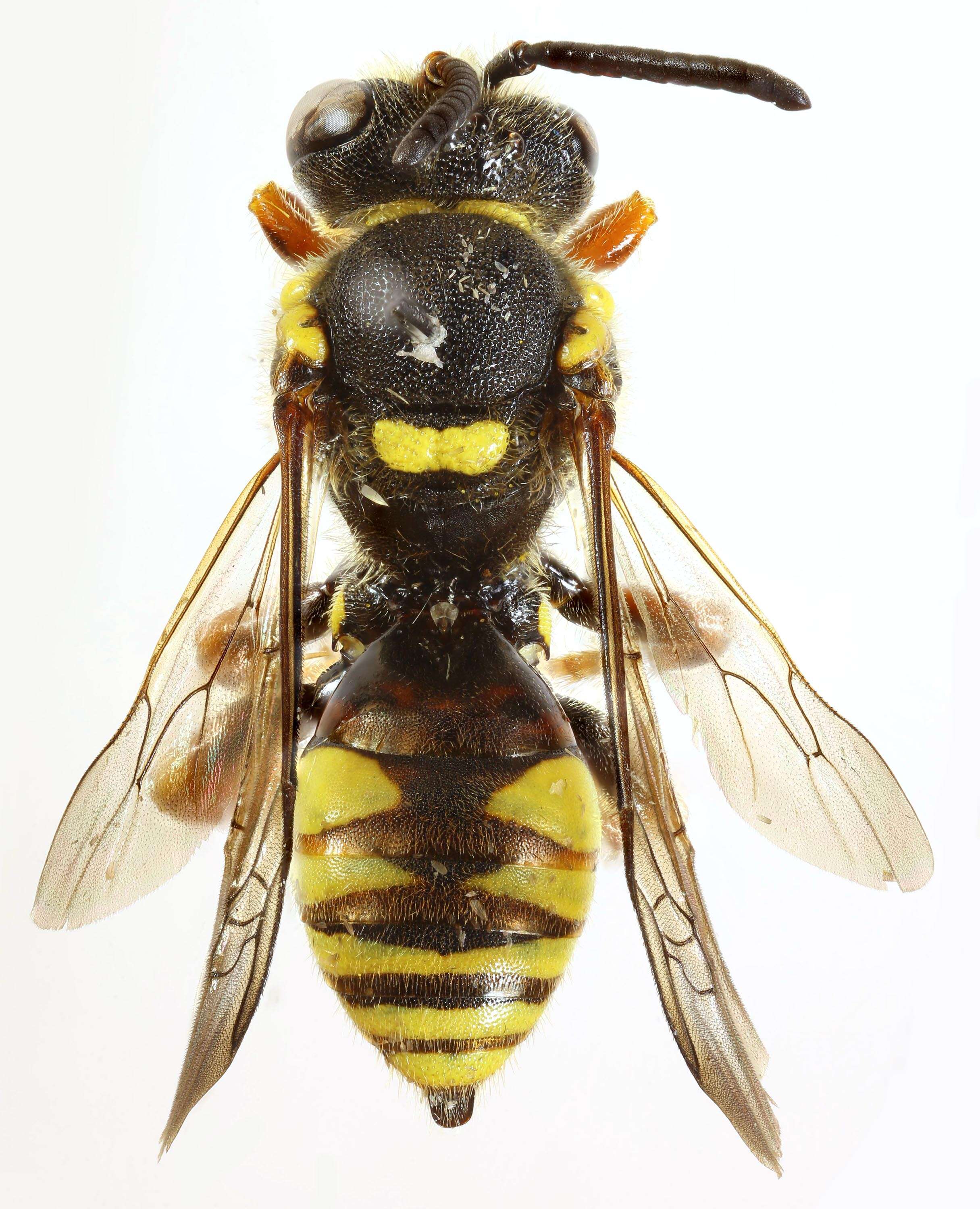 Imagem de Nomada rufipes Fabricius 1793