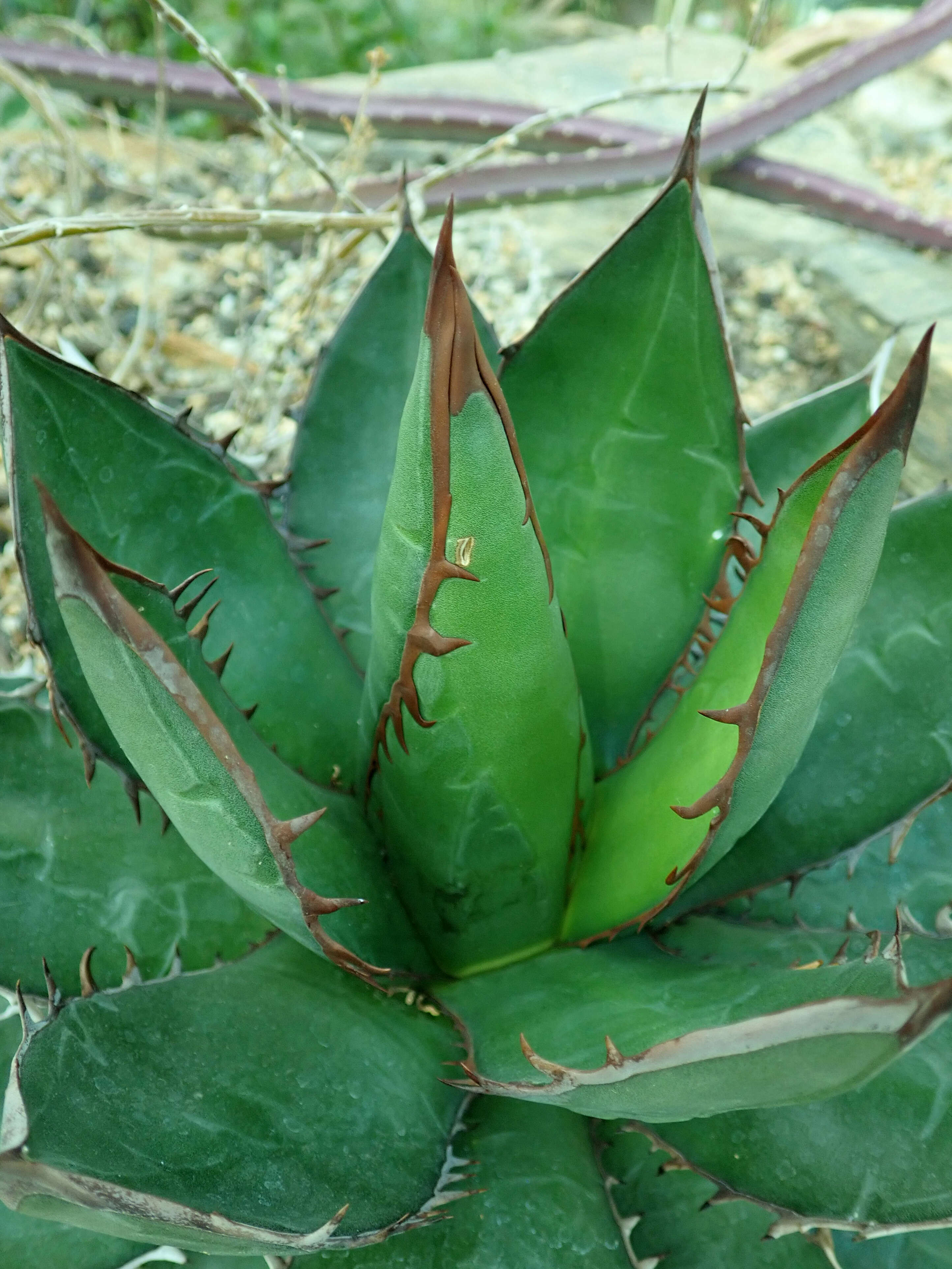 Sivun Agave ghiesbreghtii Verschaff. kuva