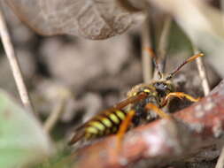 Image of Nomada goodeniana (Kirby 1802)