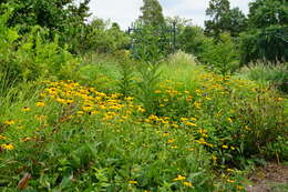 Image of coneflower