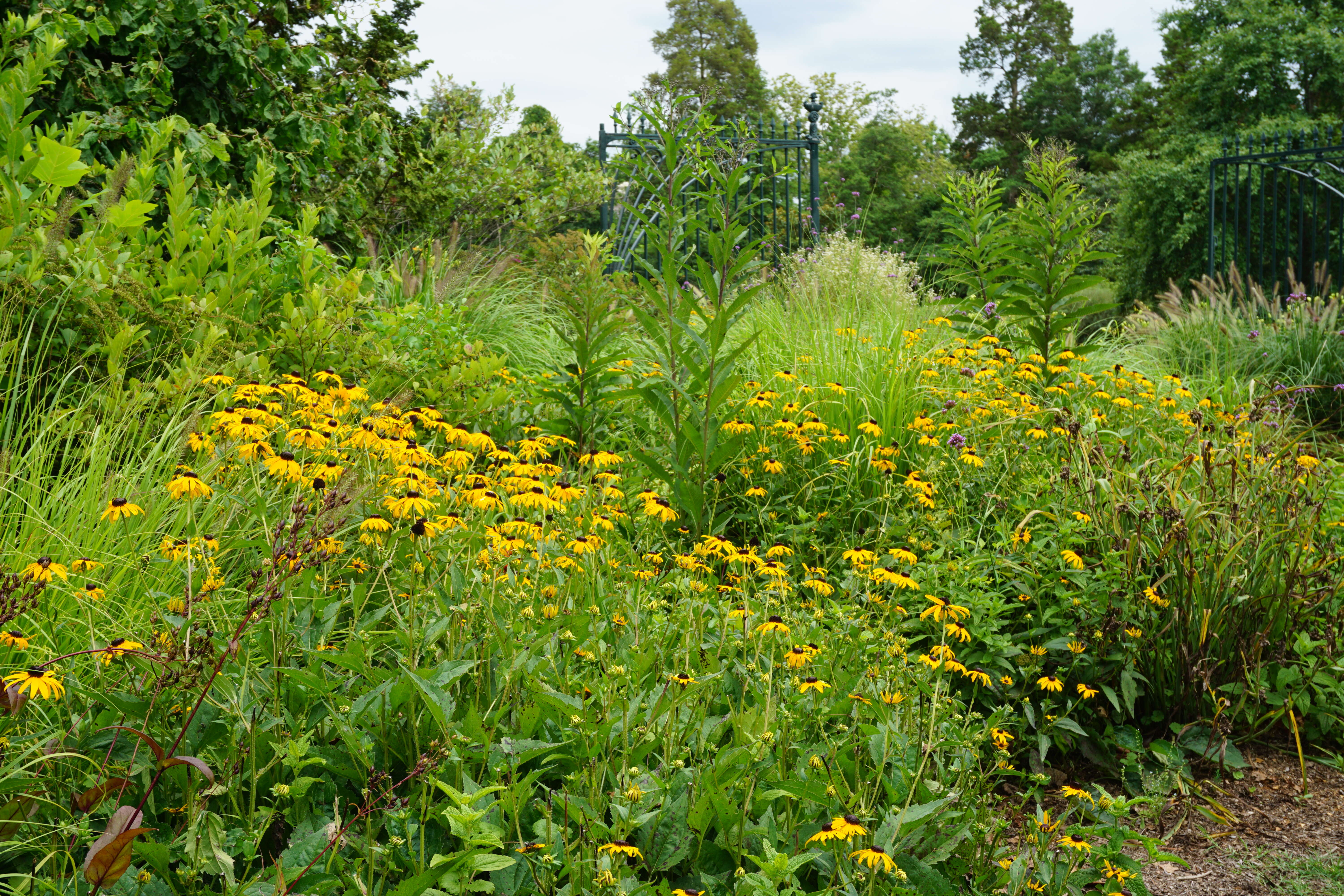 Image of coneflower