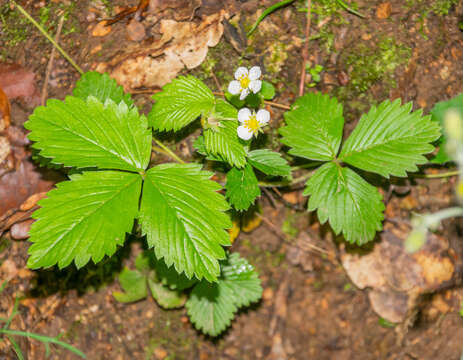 Image of woodland strawberry