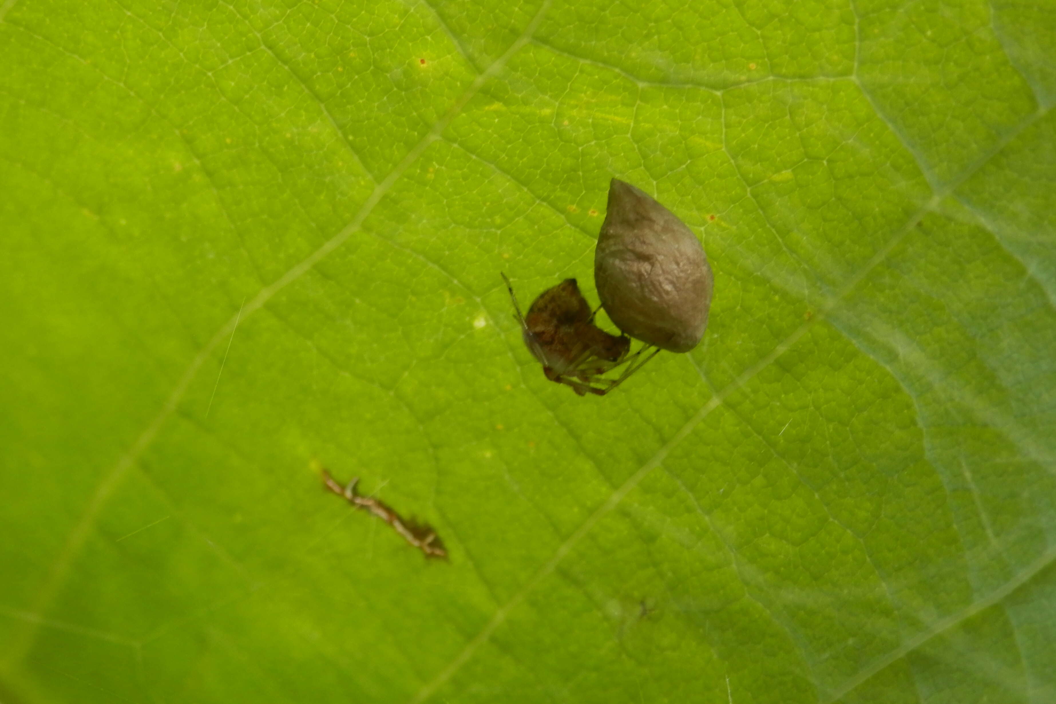 Image de Parasteatoda