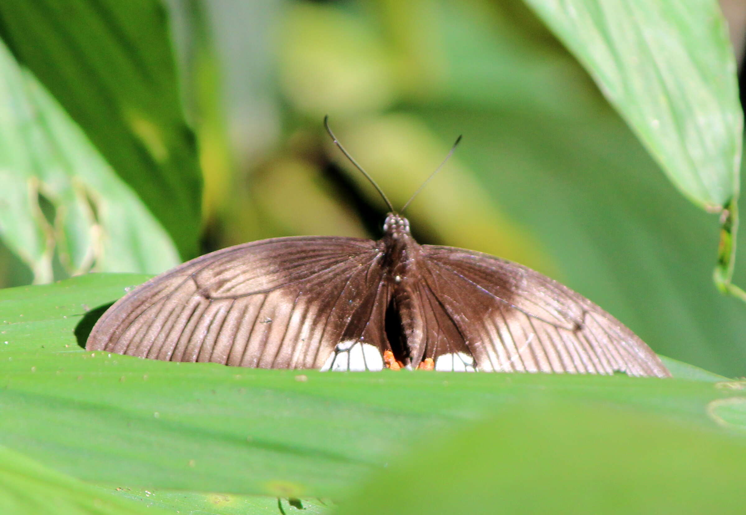 Image of Papilio polytes Linnaeus 1758