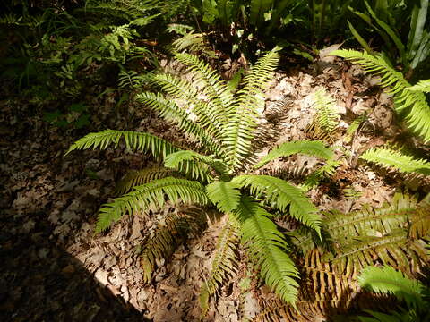 Image of western swordfern