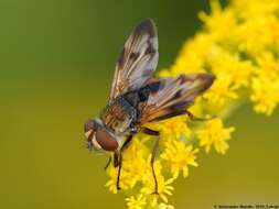 Imagem de Ectophasia crassipennis (Fabricius 1794)