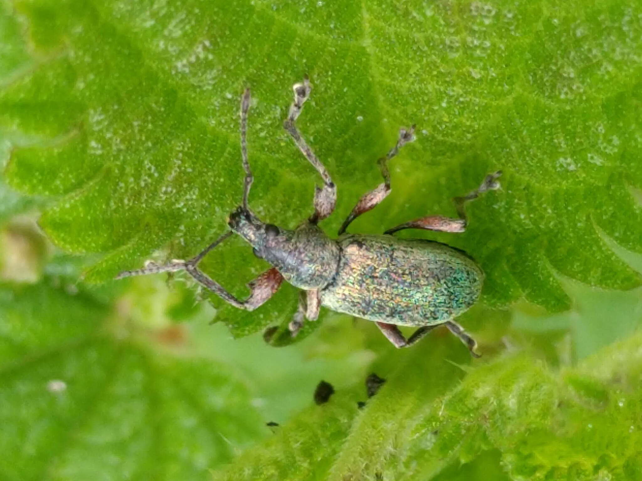 Image of Phyllobius (Metaphyllobius) pomaceus Gyllenhal 1834