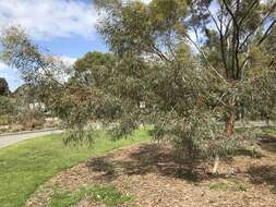 Image of Salt River Gum