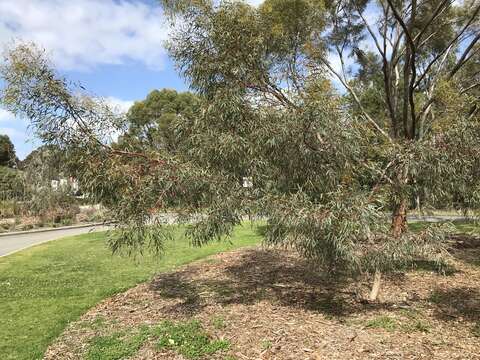 Слика од Eucalyptus sargentii Maiden