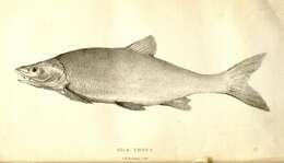 Oncorhynchus gilae (Miller 1950) resmi