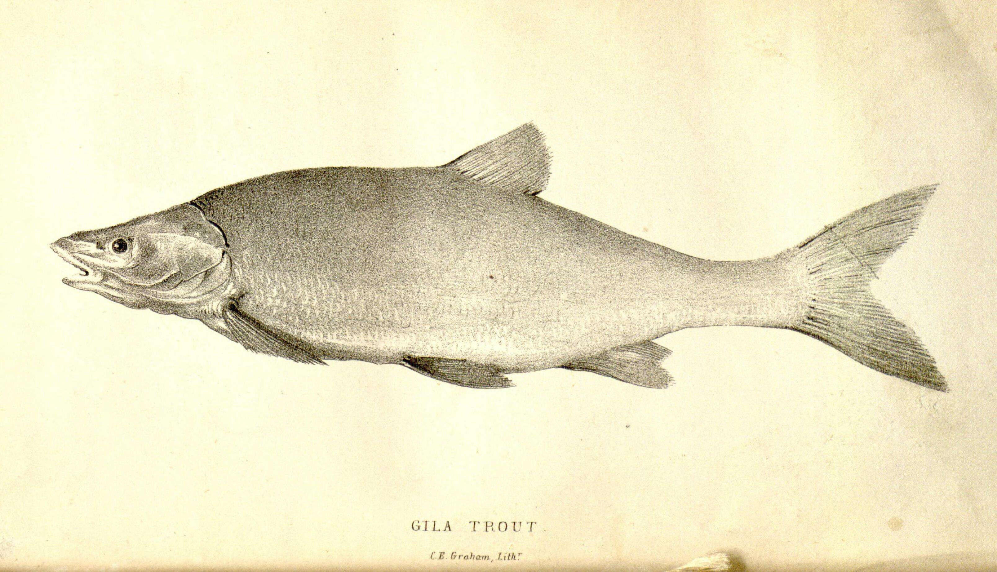 Image de Oncorhynchus gilae (Miller 1950)
