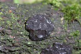 Image of Black Witches' Butter